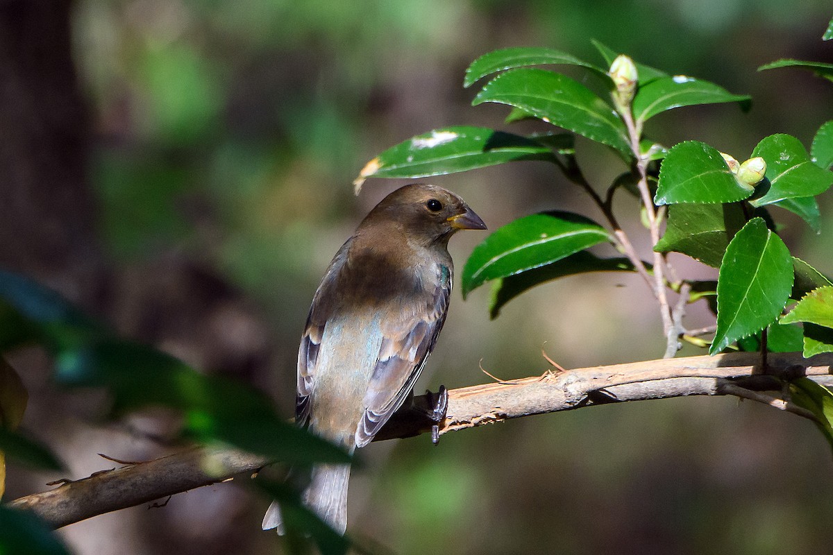 Indigo Bunting - ML642688438