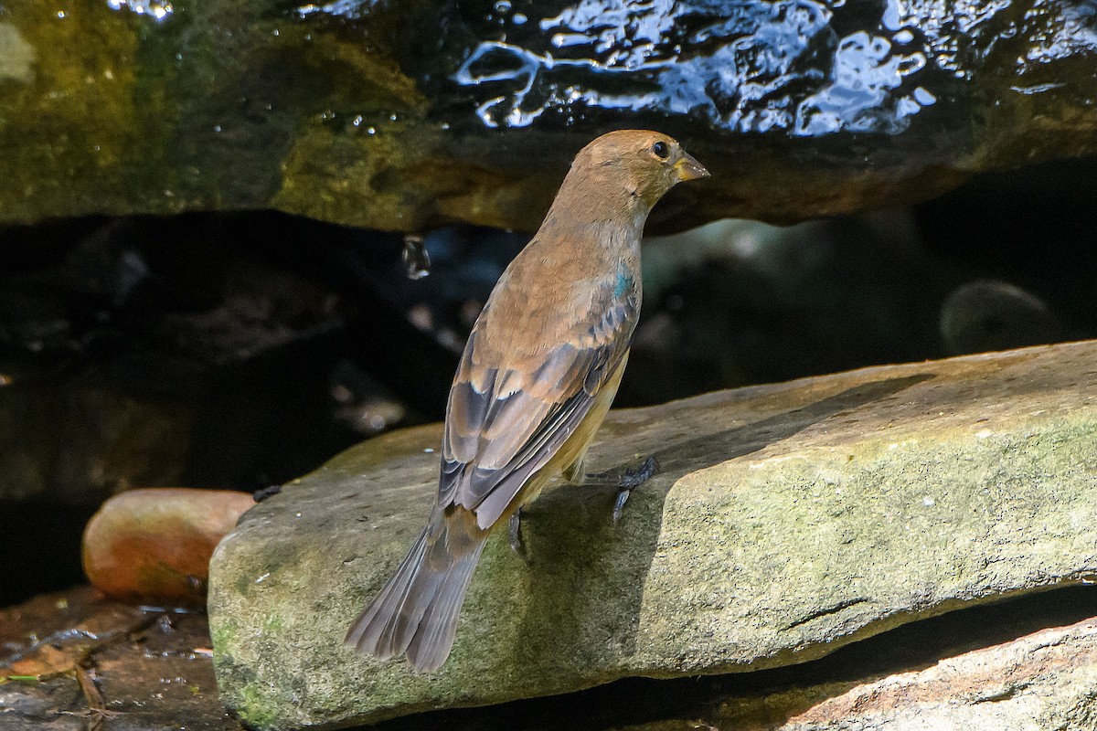Indigo Bunting - ML642688439