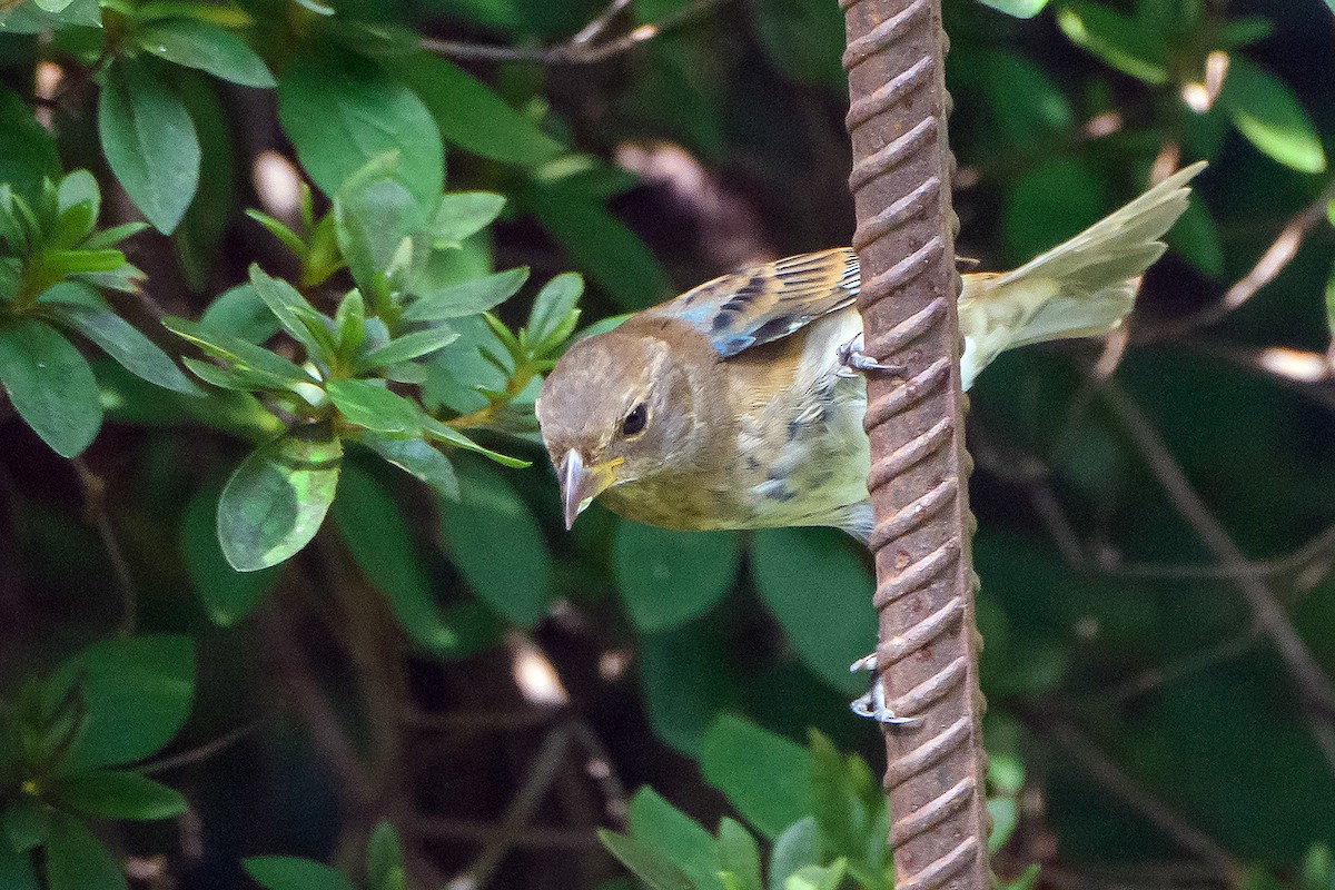 Indigo Bunting - ML642688440