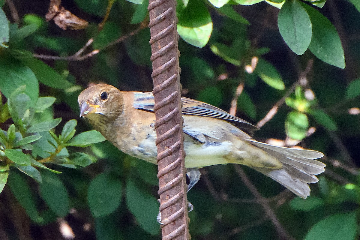 Indigo Bunting - ML642688441