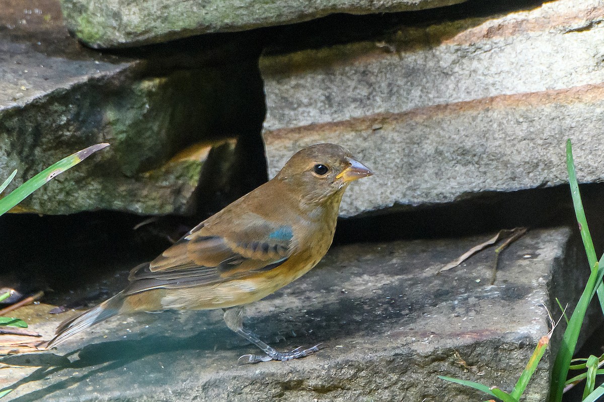 Indigo Bunting - ML642688442
