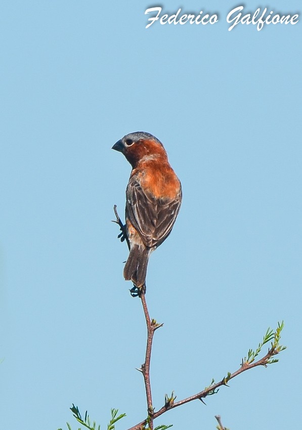 Chestnut Seedeater - ML642688447