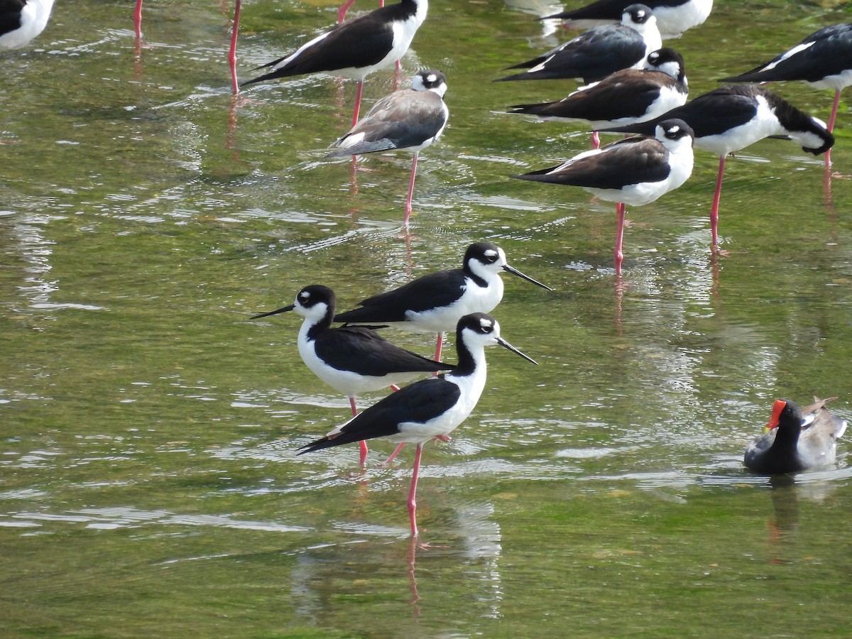 Black-necked Stilt - ML642688448