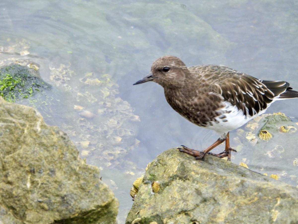 Black Turnstone - ML642688449