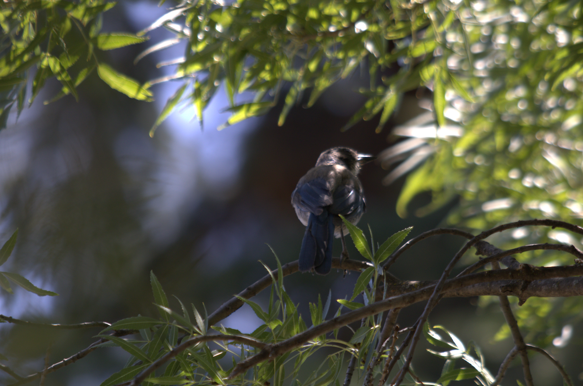 California Scrub-Jay - ML642688451