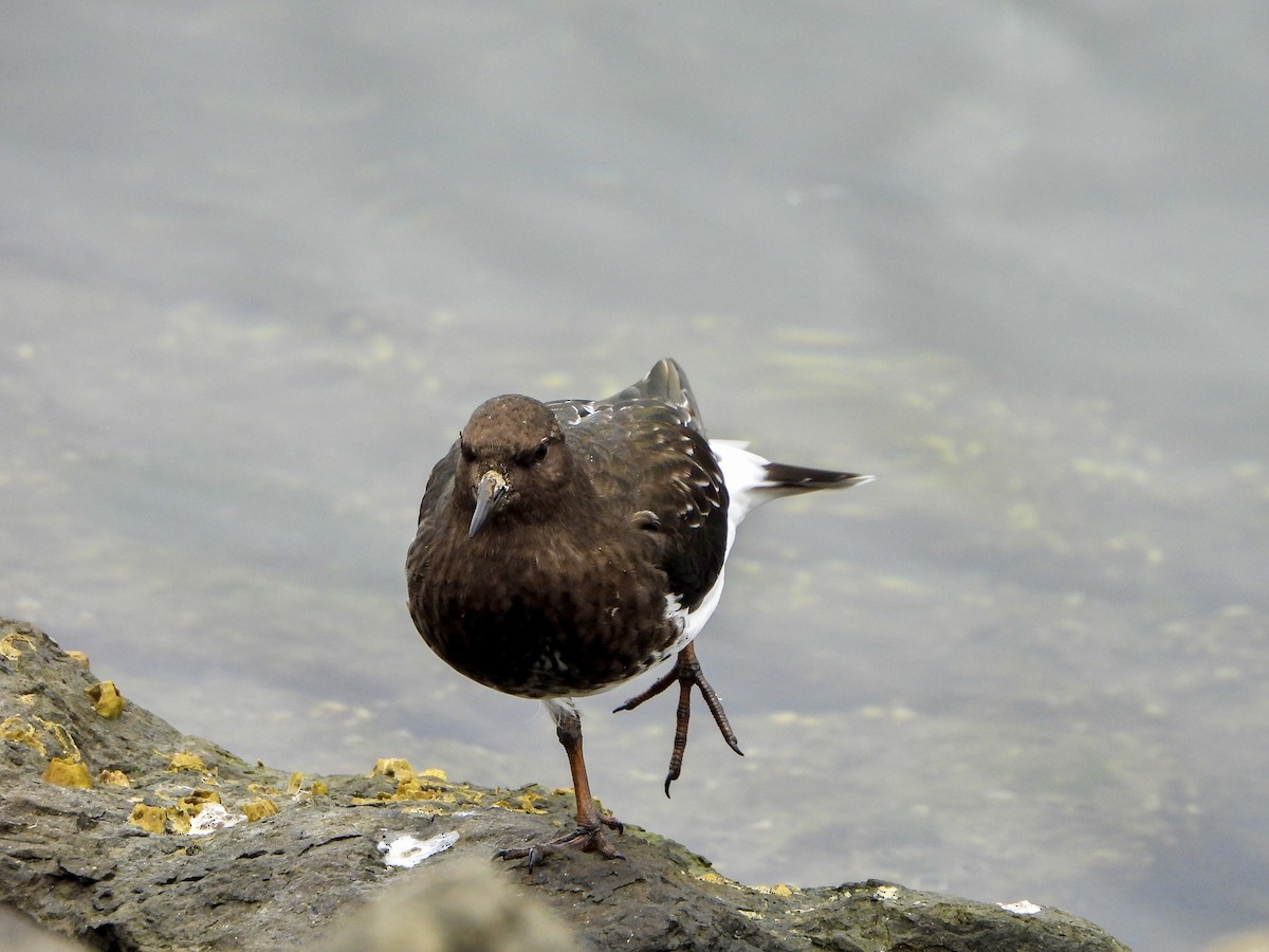 Black Turnstone - ML642688452