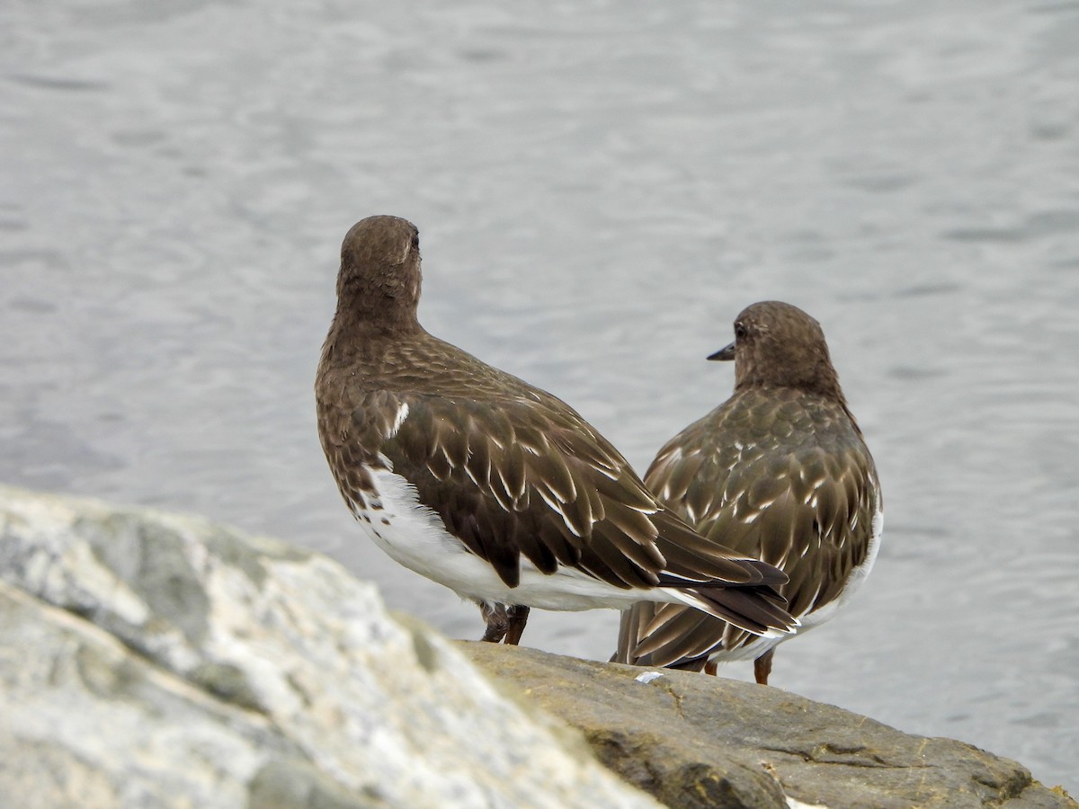Black Turnstone - ML642688453