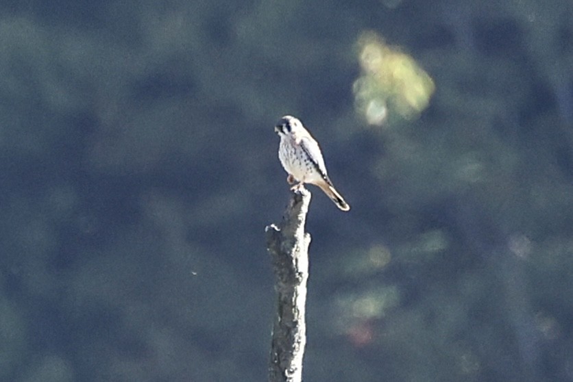 American Kestrel - ML642688454