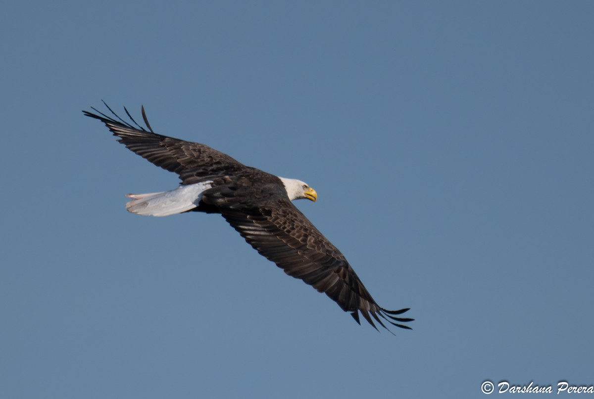 Bald Eagle - ML642688455