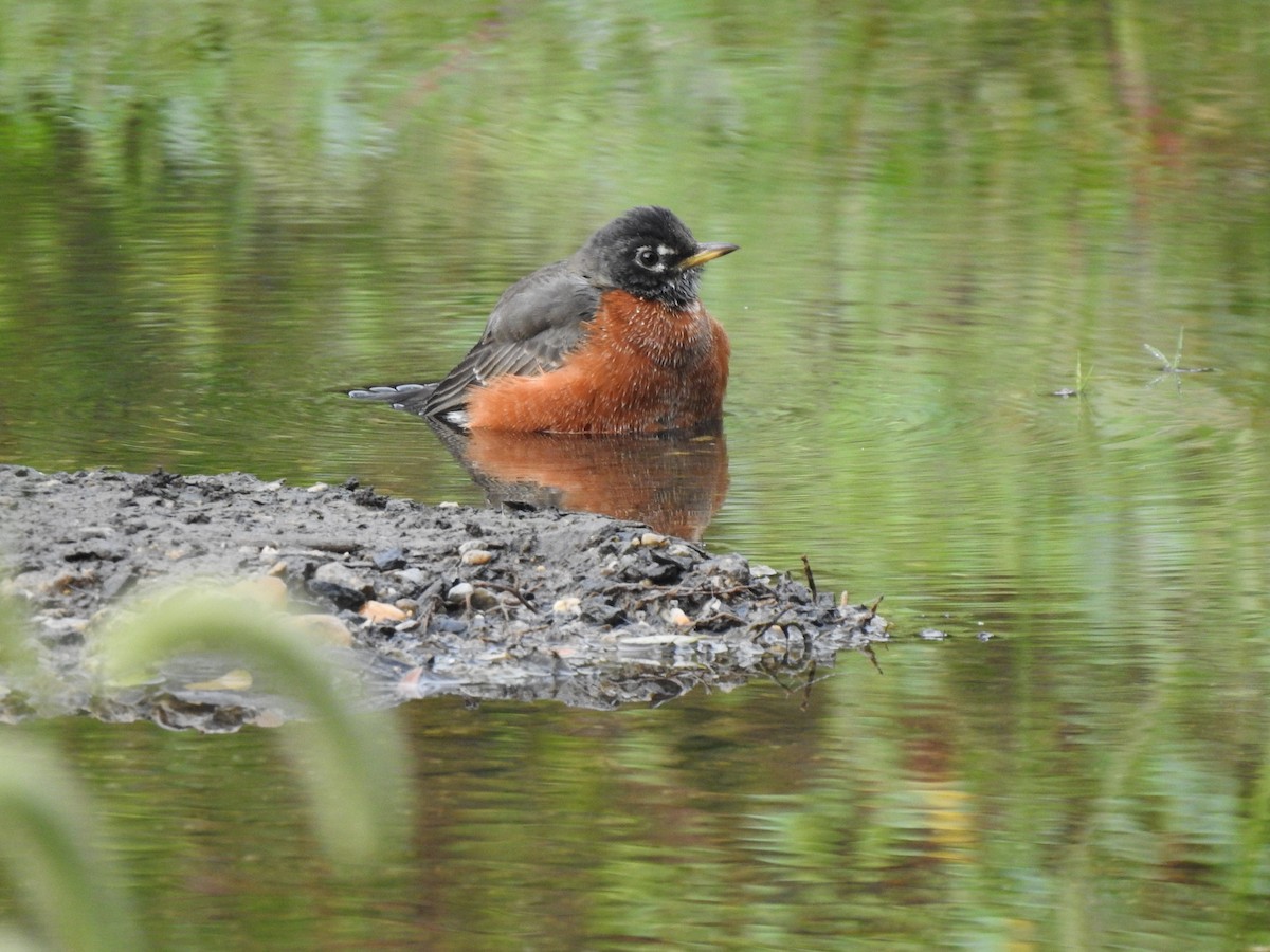 American Robin - ML642688456