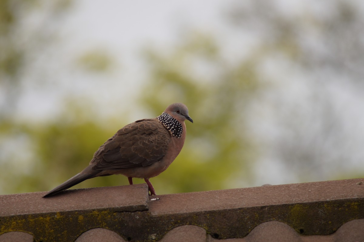 珠頸斑鳩 - ML642688459