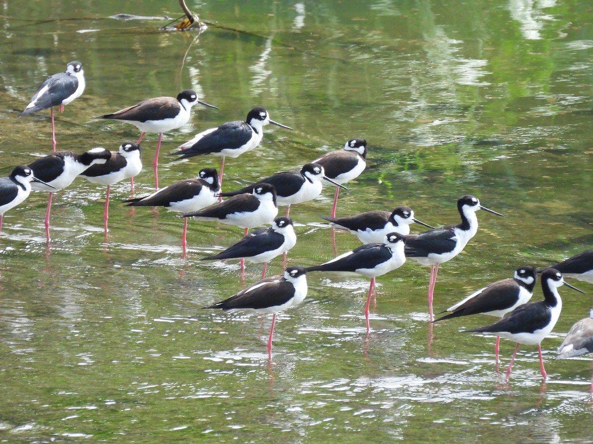 Black-necked Stilt - ML642688460