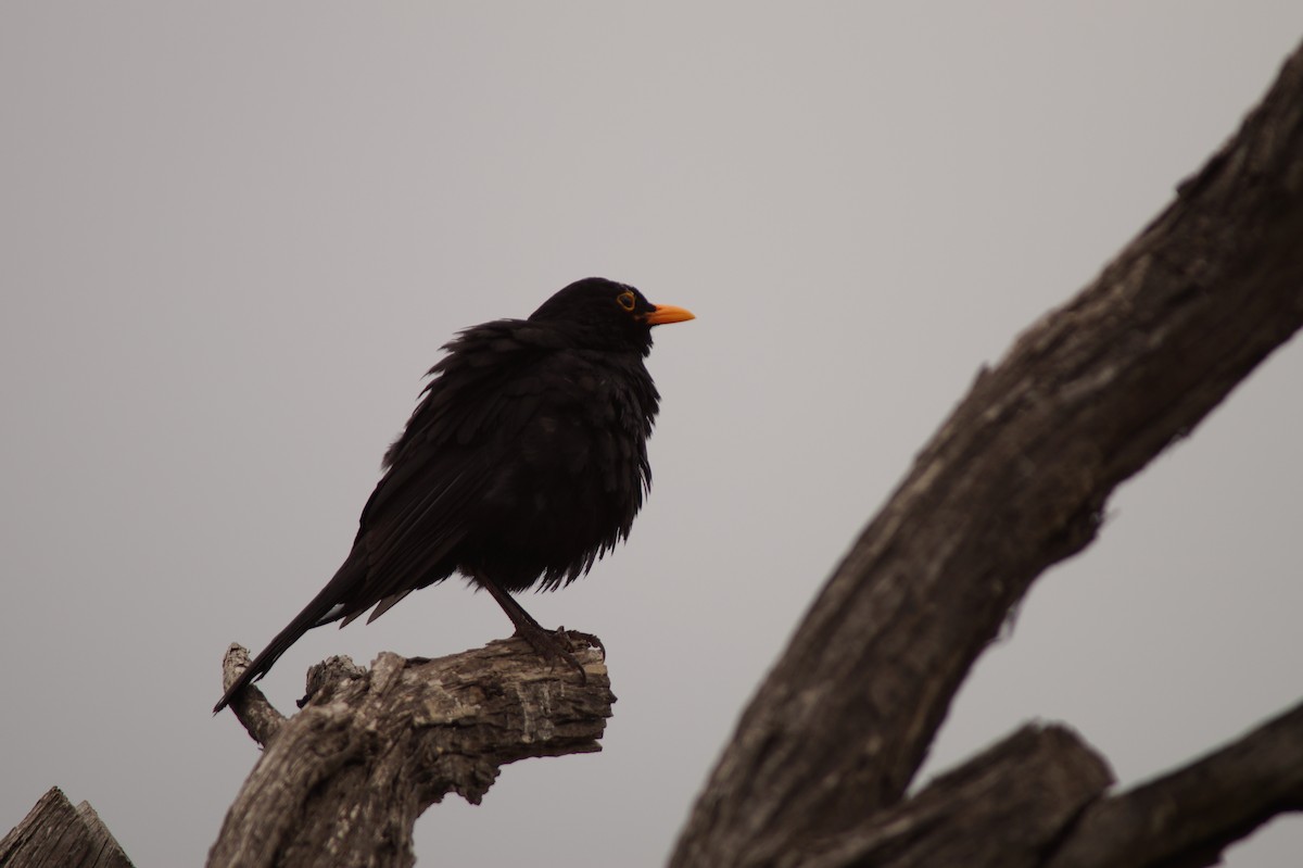 Eurasian Blackbird - ML642688461