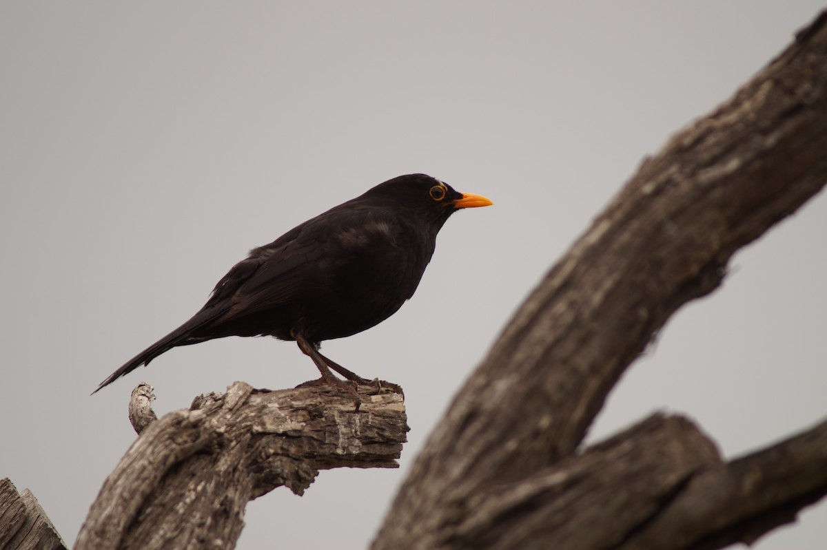 Eurasian Blackbird - ML642688463