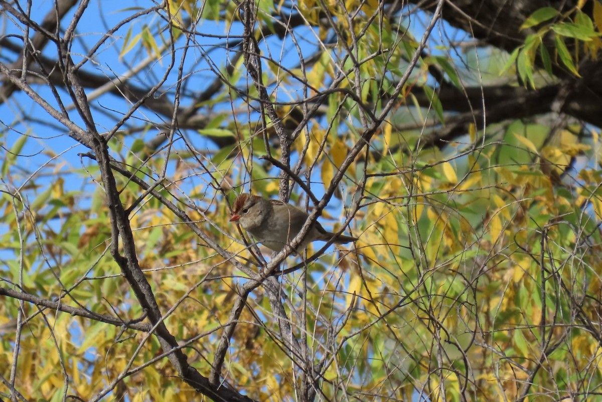 White-crowned Sparrow - ML642688464