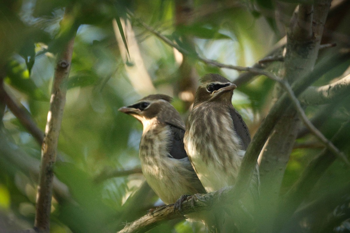 Cedar Waxwing - ML642688465