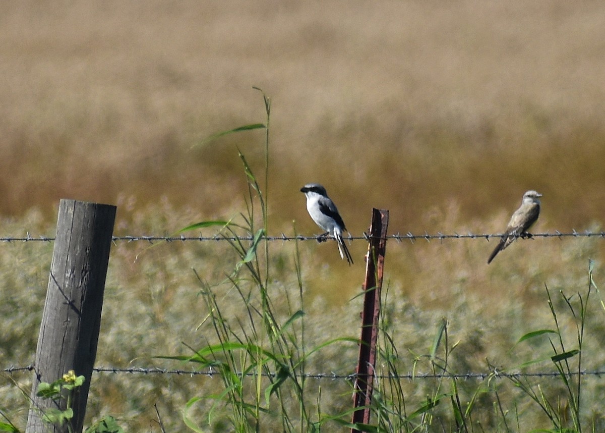 Loggerhead Shrike - ML642688466