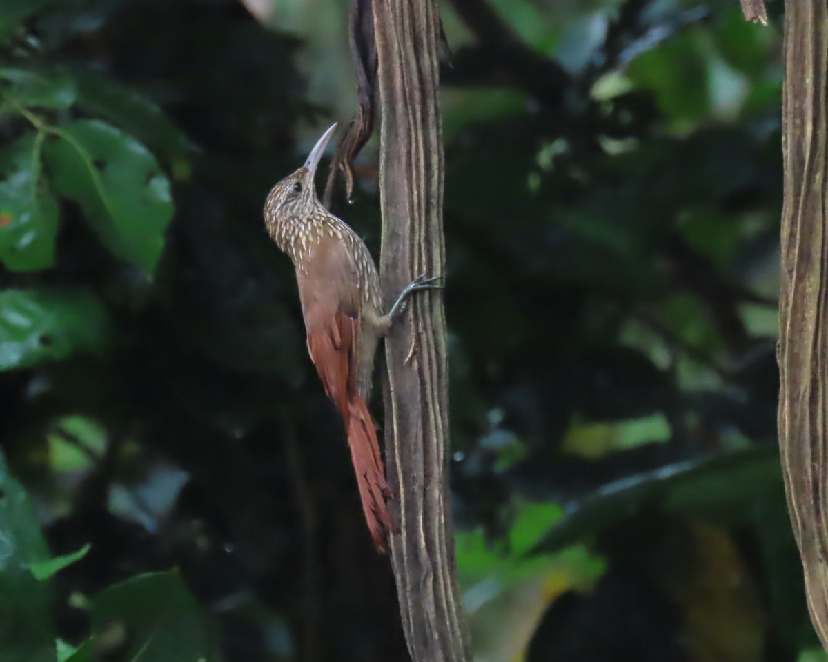 Streak-headed Woodcreeper - ML642688467