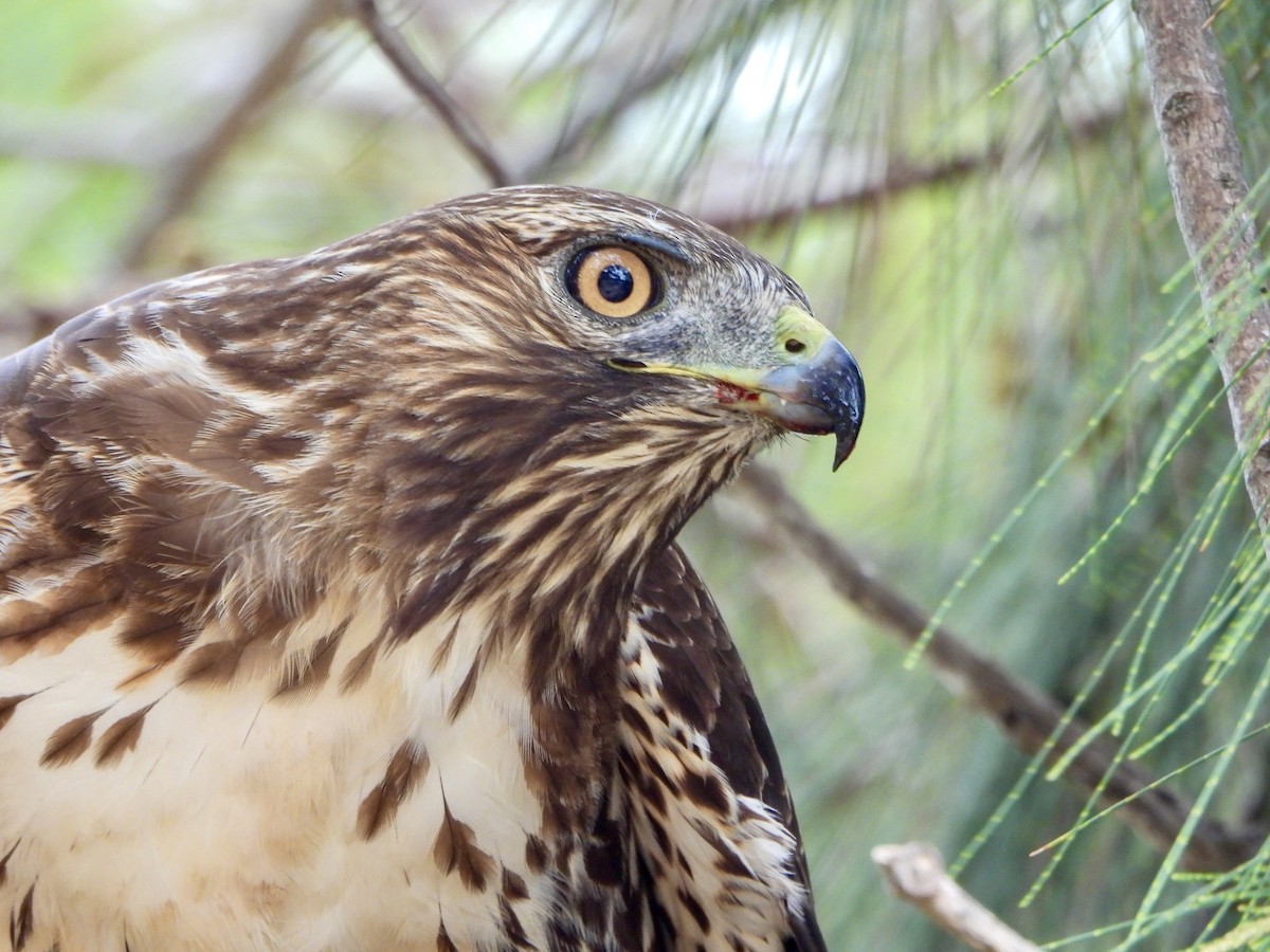 Red-tailed Hawk - ML642688470