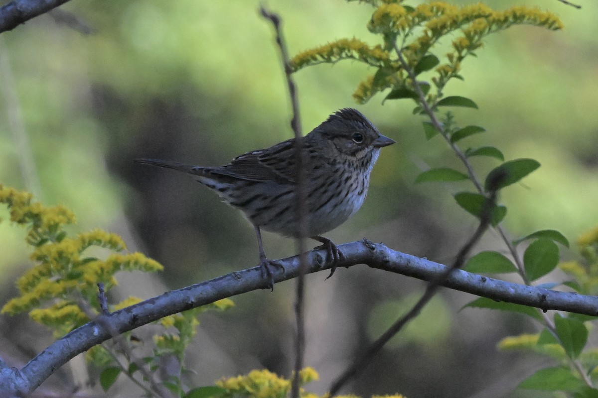 Lincoln's Sparrow - ML642688471