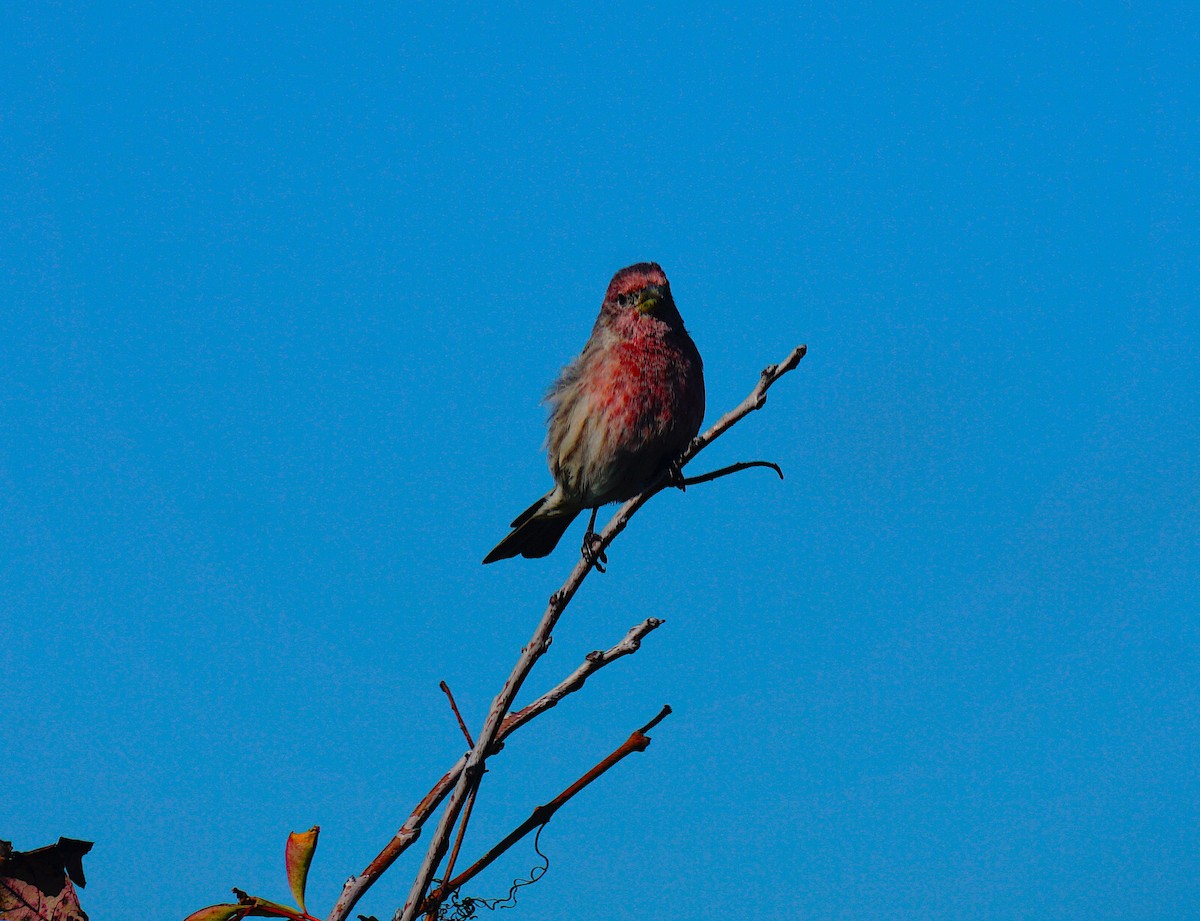 House Finch - ML642688473