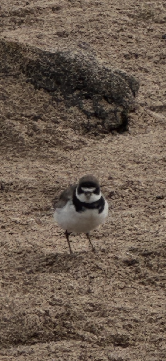 Semipalmated Plover - ML642688474