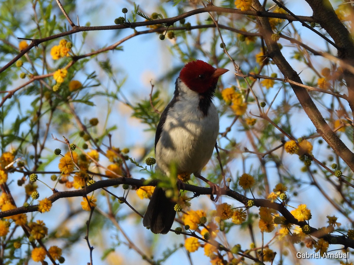 Yellow-billed Cardinal - ML642688480