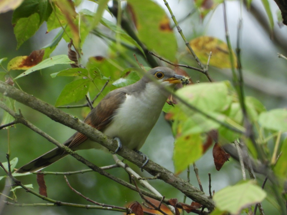 Yellow-billed Cuckoo - ML642688484