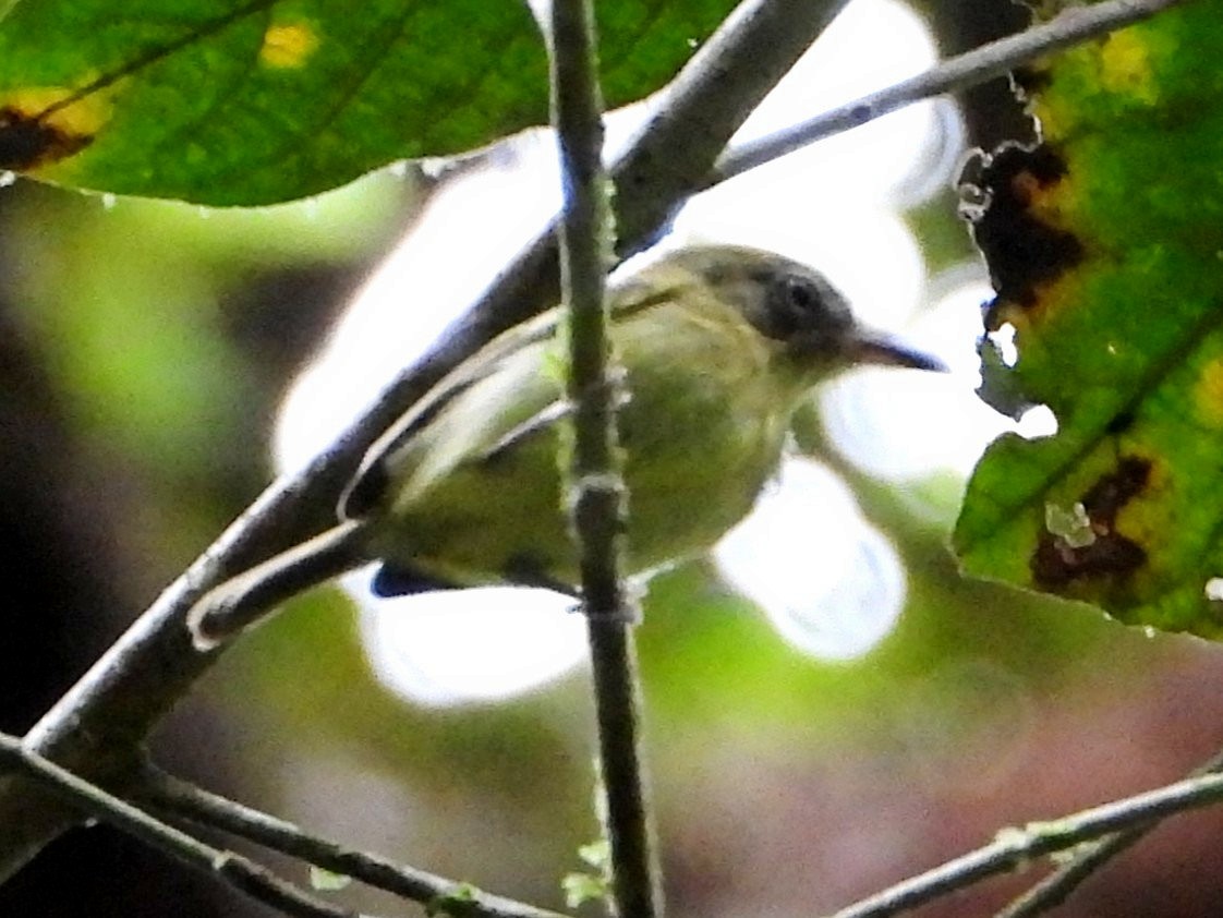 Southern Bentbill - ML642688504