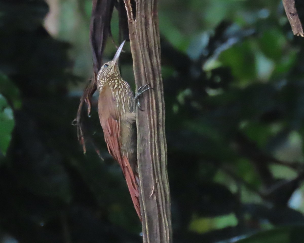Streak-headed Woodcreeper - ML642688511