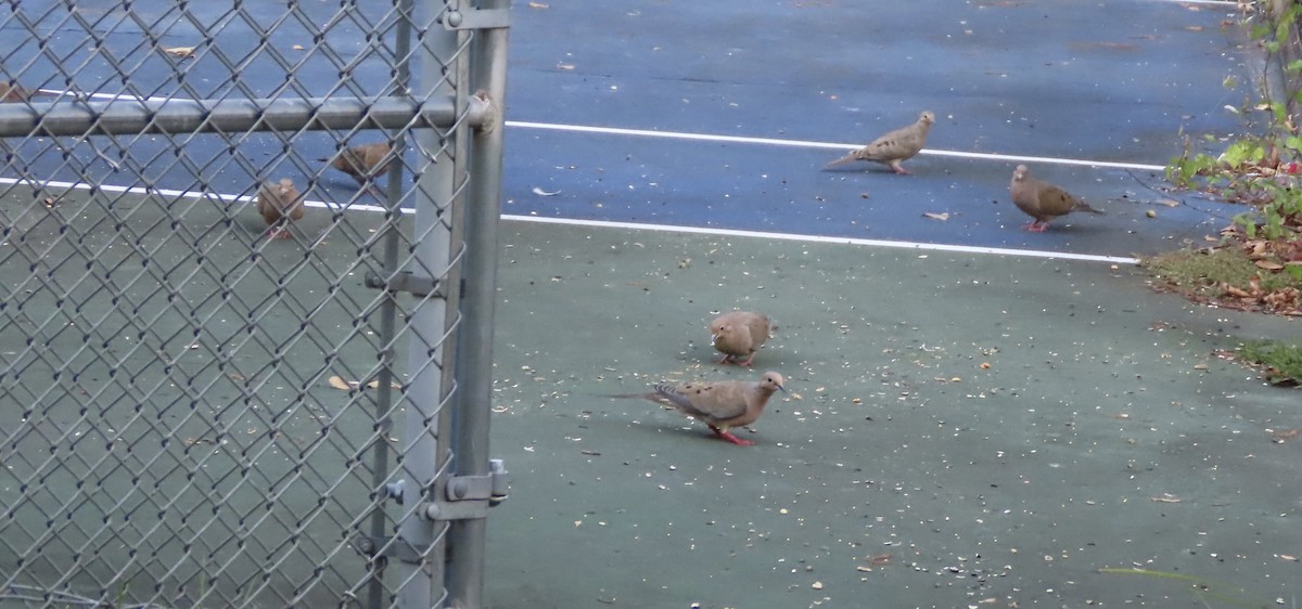 Mourning Dove - ML642688554