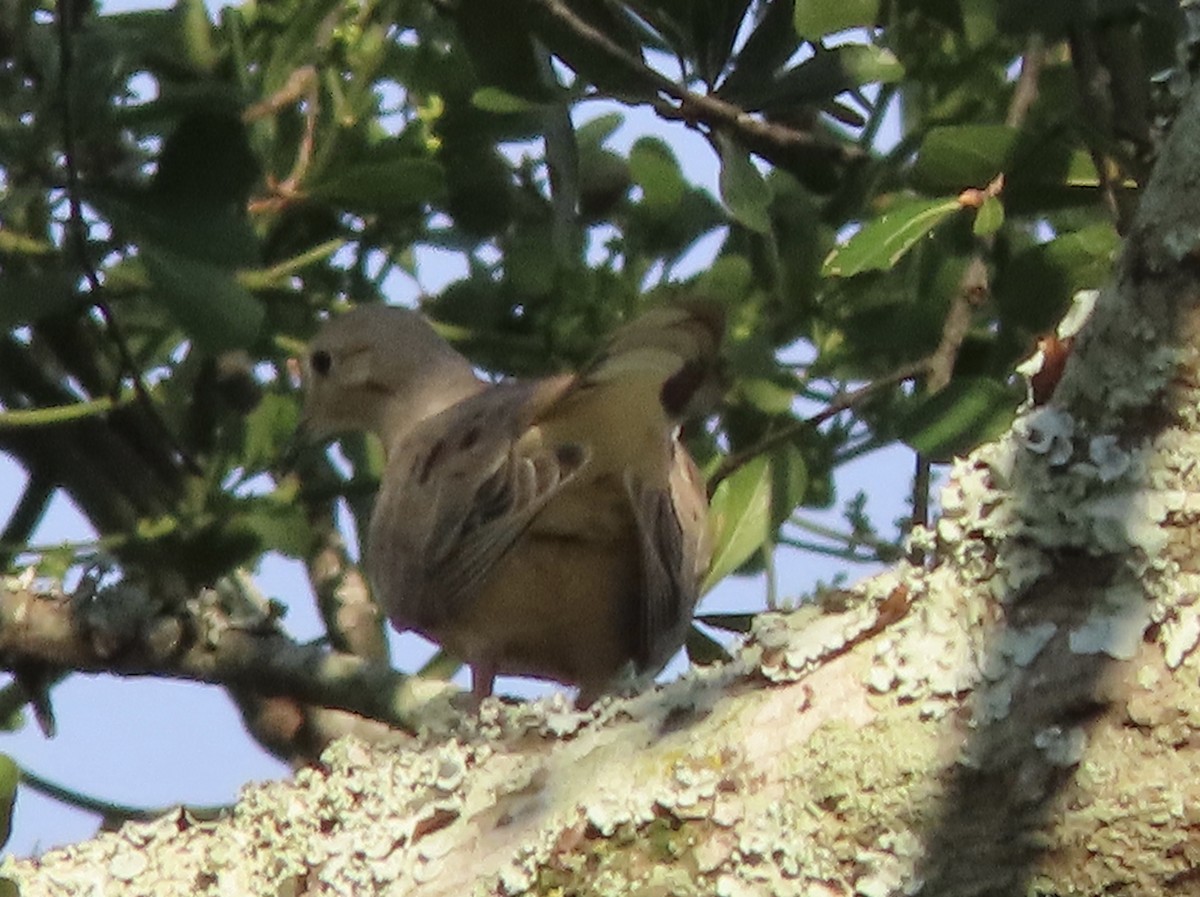 Mourning Dove - ML642688555