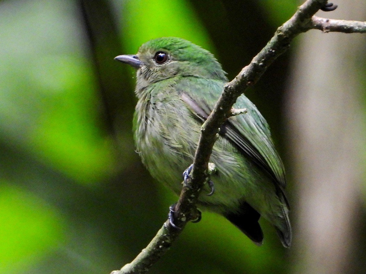 Velvety Manakin - ML642688559