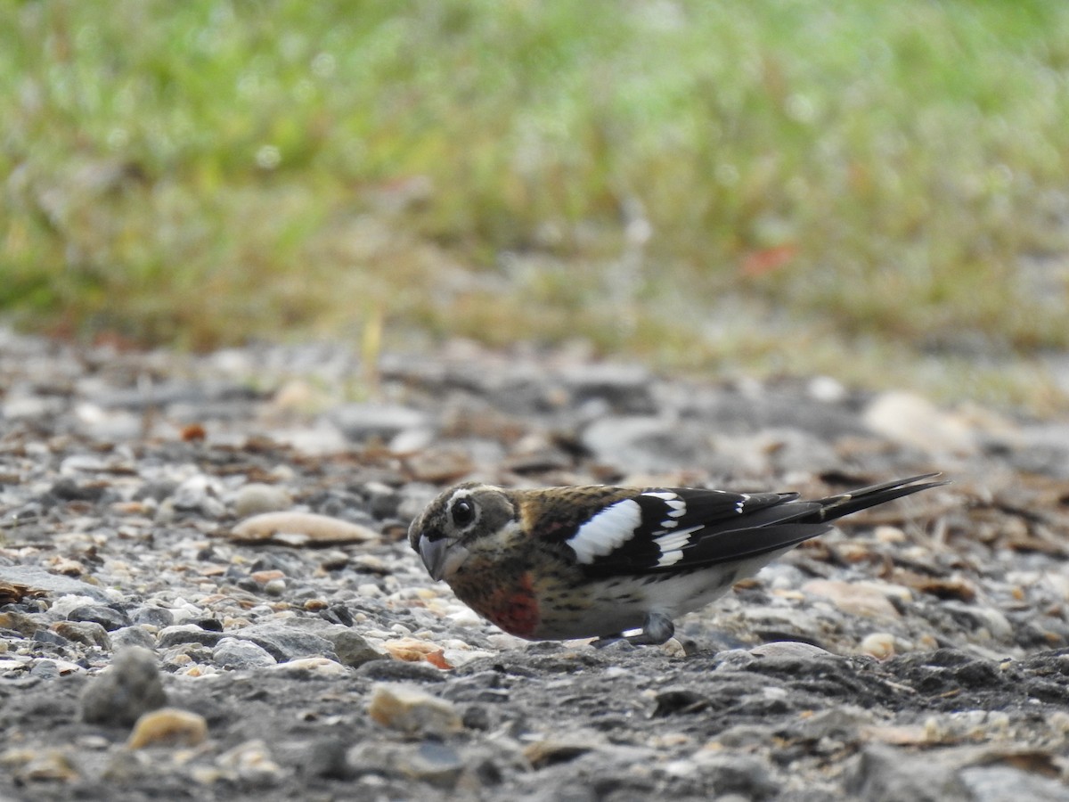 Rose-breasted Grosbeak - ML642688566