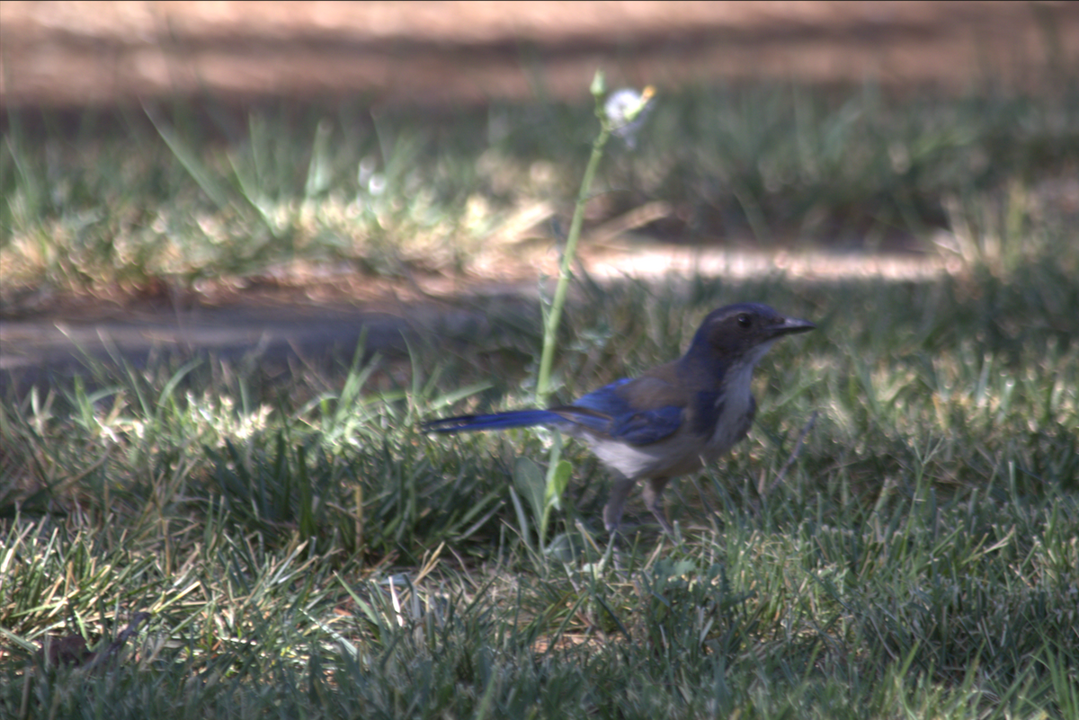 California Scrub-Jay - ML642688568