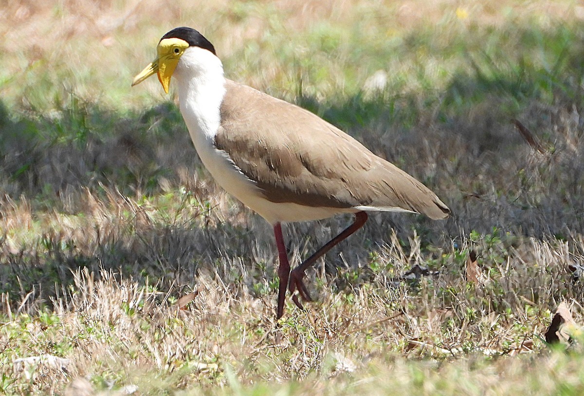 Hegabera maskaraduna - ML642688576