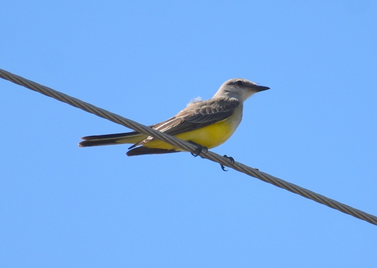 Western Kingbird - ML642688577