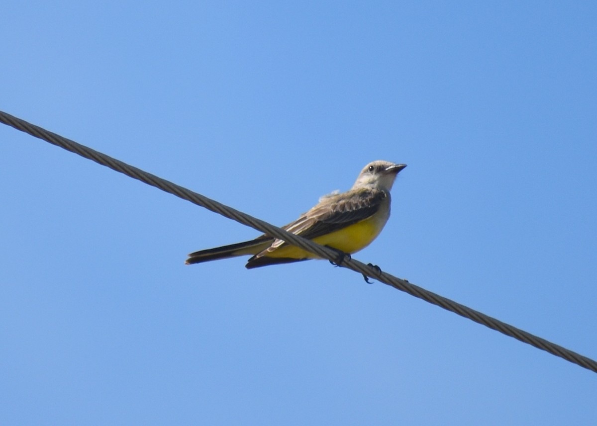 Western Kingbird - ML642688578