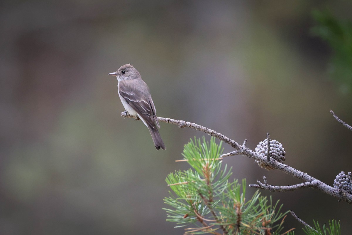 Western Wood-Pewee - ML642688581