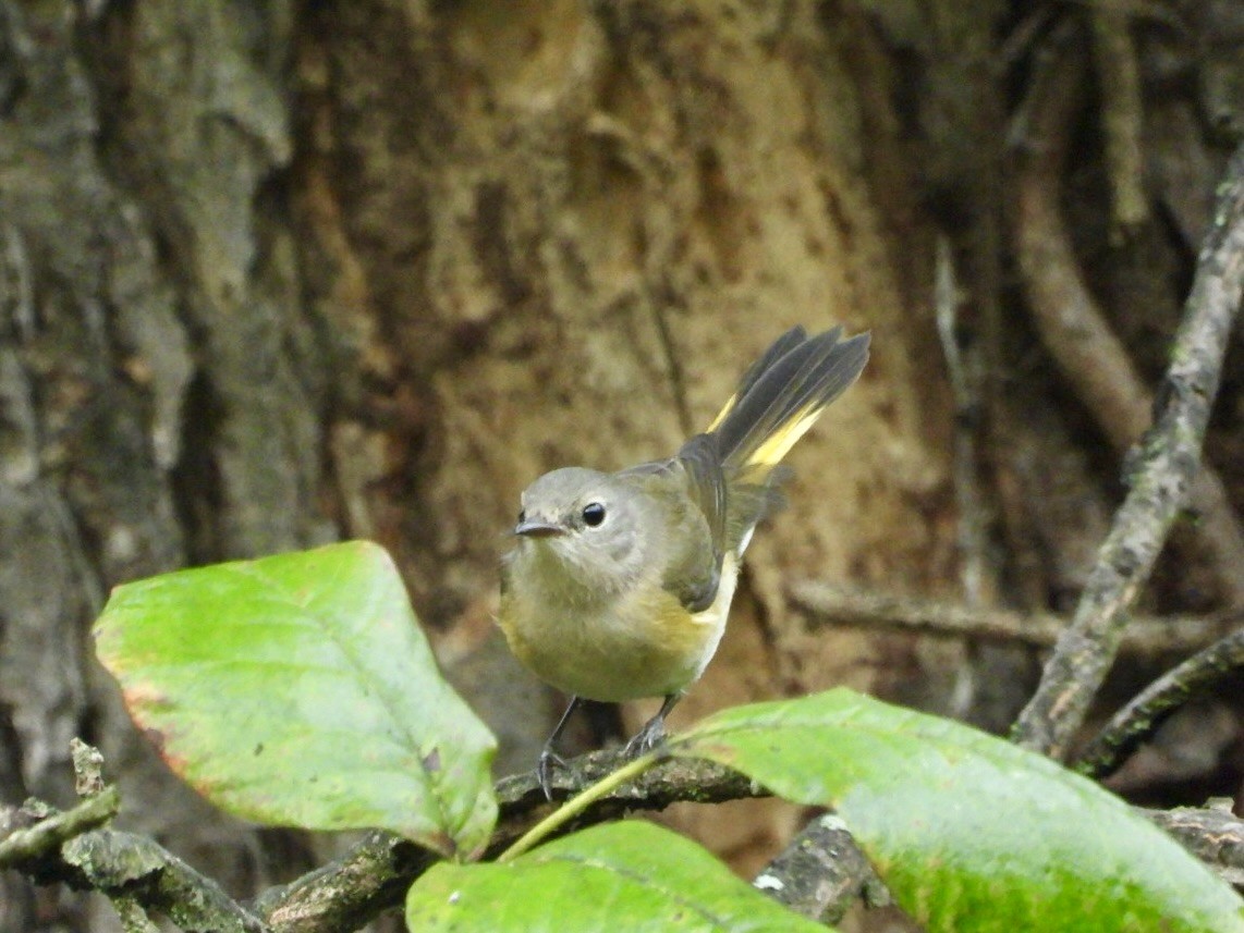 American Redstart - ML642688582