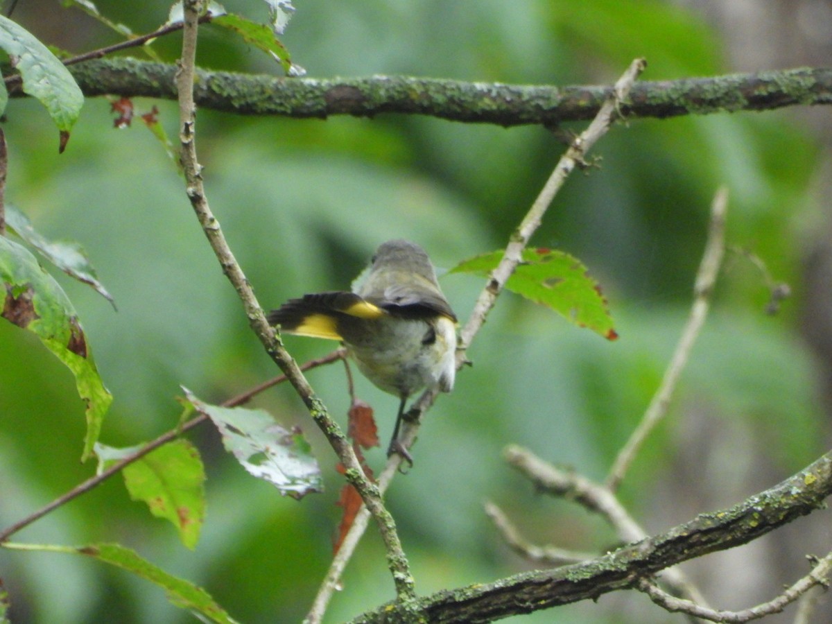 American Redstart - ML642688583