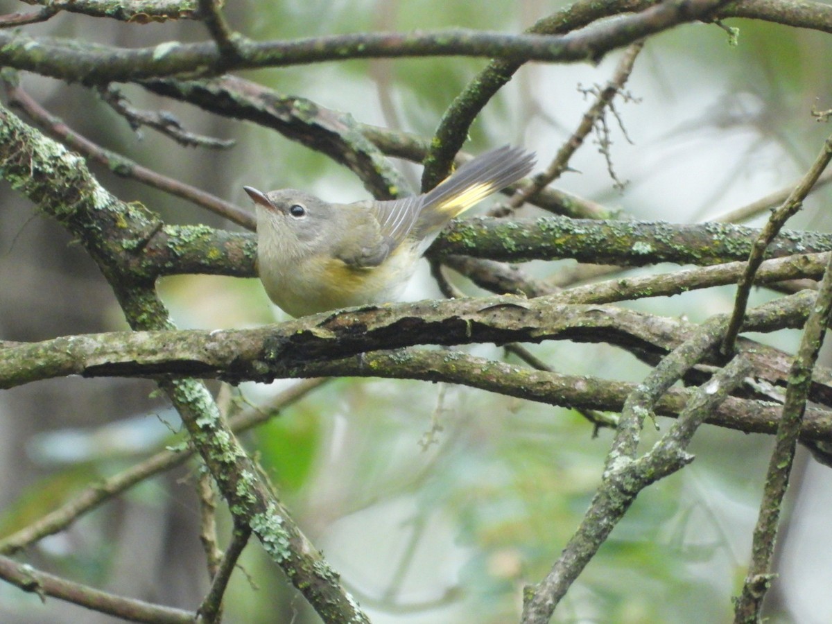 American Redstart - ML642688584