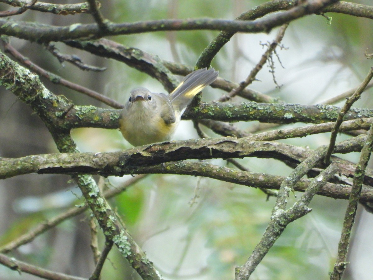 American Redstart - ML642688585