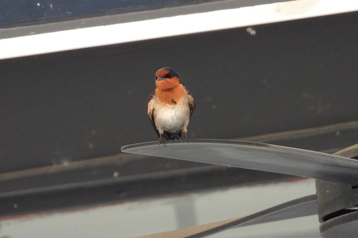 Welcome Swallow - ML642688588