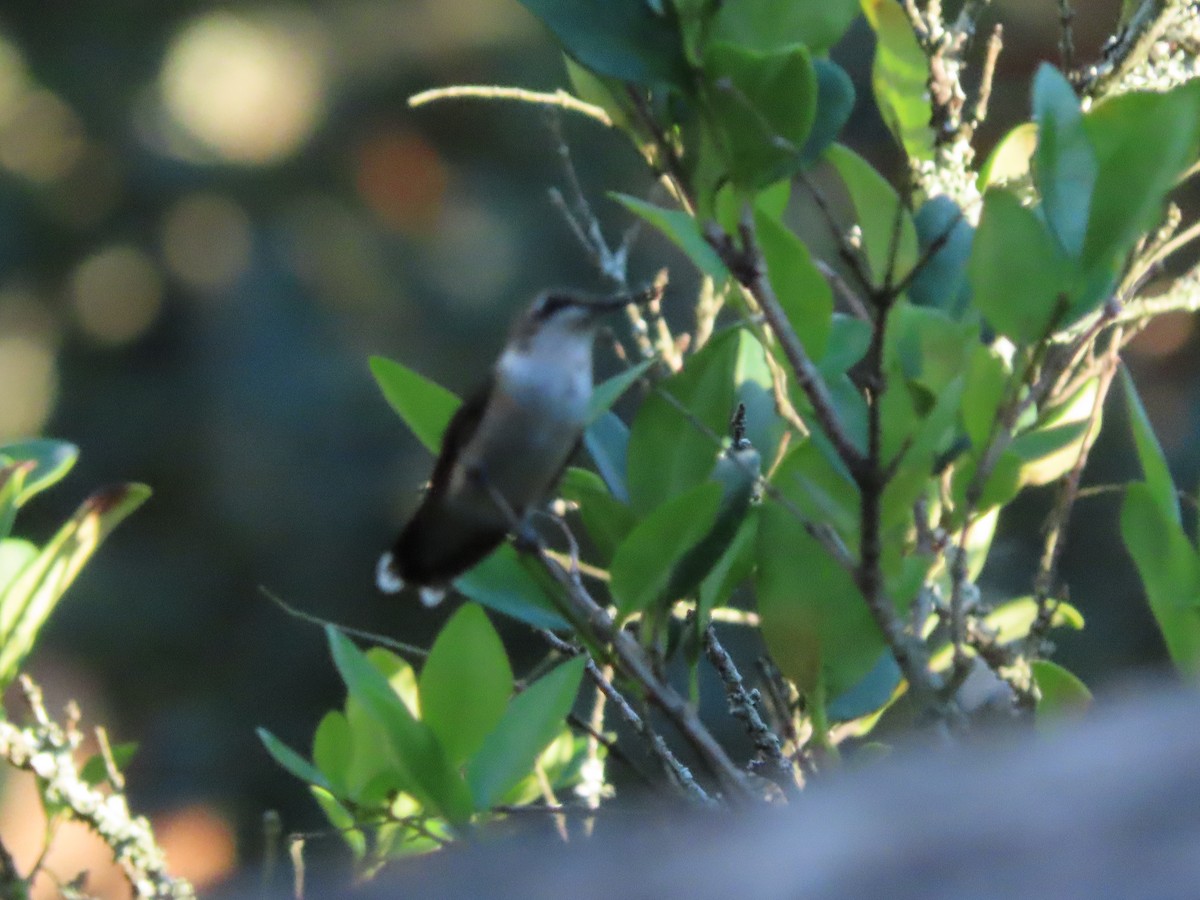 Ruby-throated Hummingbird - ML642688591