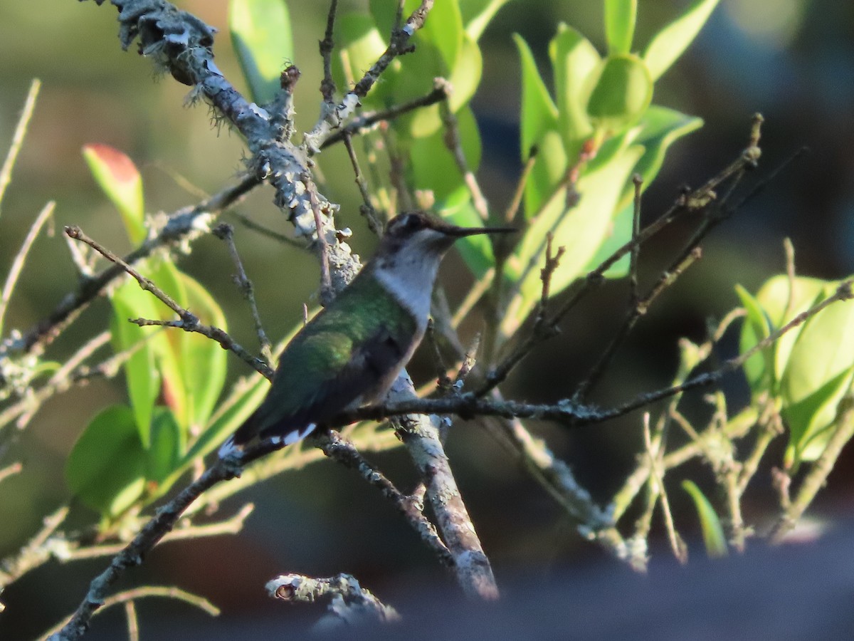 Ruby-throated Hummingbird - ML642688592
