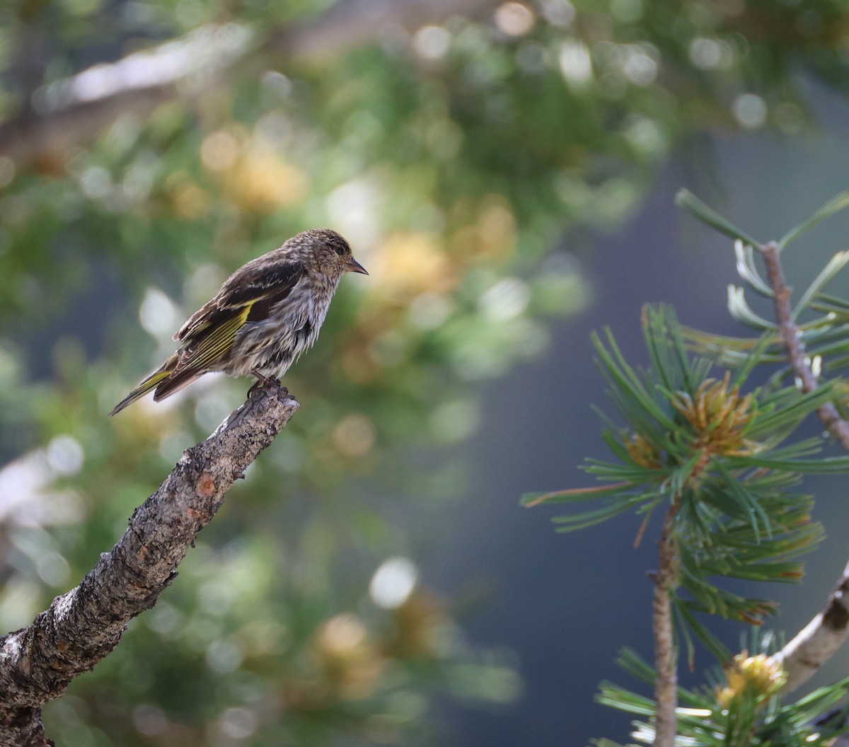 Pine Siskin - ML642688595