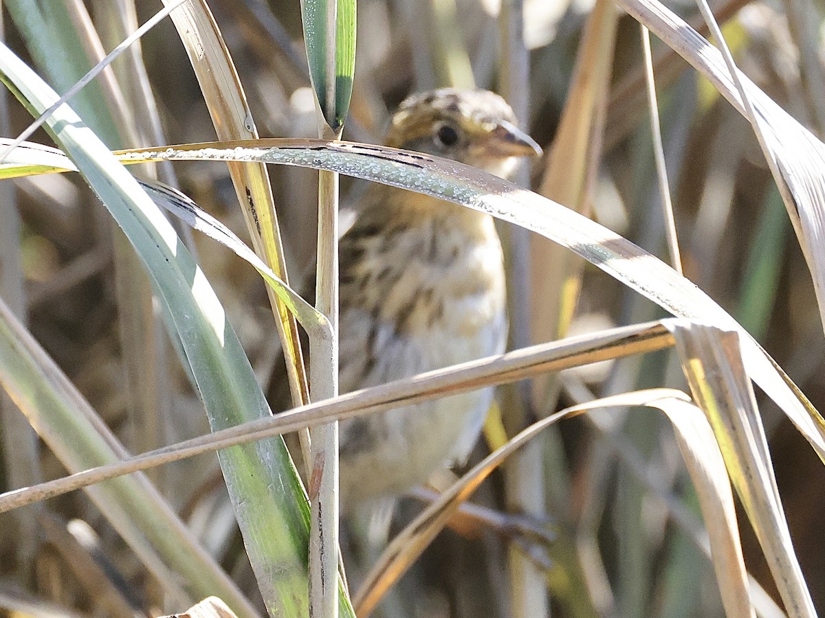 Saltmarsh Sparrow - ML642688604