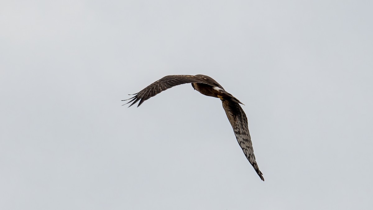 Northern Harrier - ML642688609