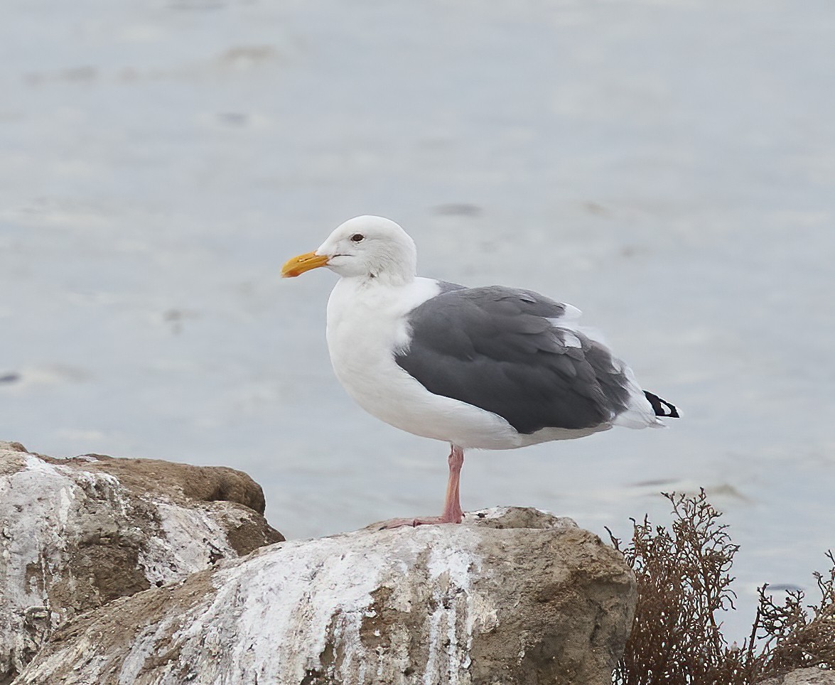 Goéland d'Audubon - ML642688613